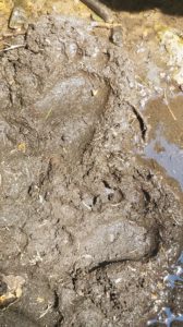 Black Bear Tracks