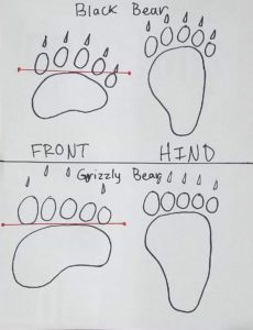 Black Bear Track Vs. Grizzly Track