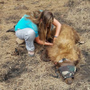 A picture of me taking the heart rate of a temporarily unconscious black bear