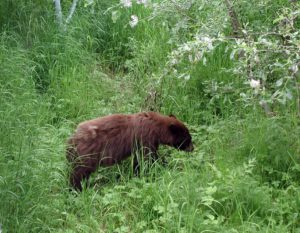 Brown Black Bear