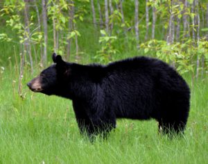 Note the rump higher than this black bears head