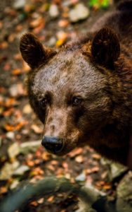 Large Brown Black Bear