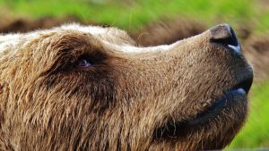 Obvious "grizzled" fur, not smooth looking like black bear fur