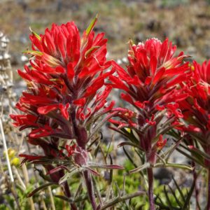 Desert Paintbrush