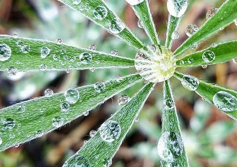 A Forest Rain, a Lupine, and Me