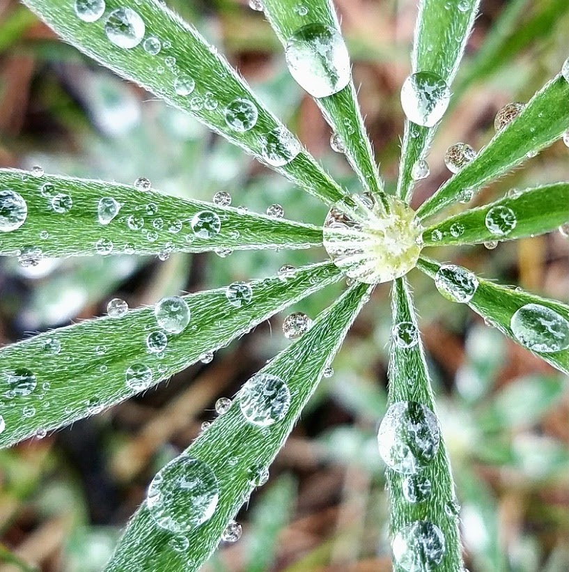 A Forest Rain, a Lupine, and Me