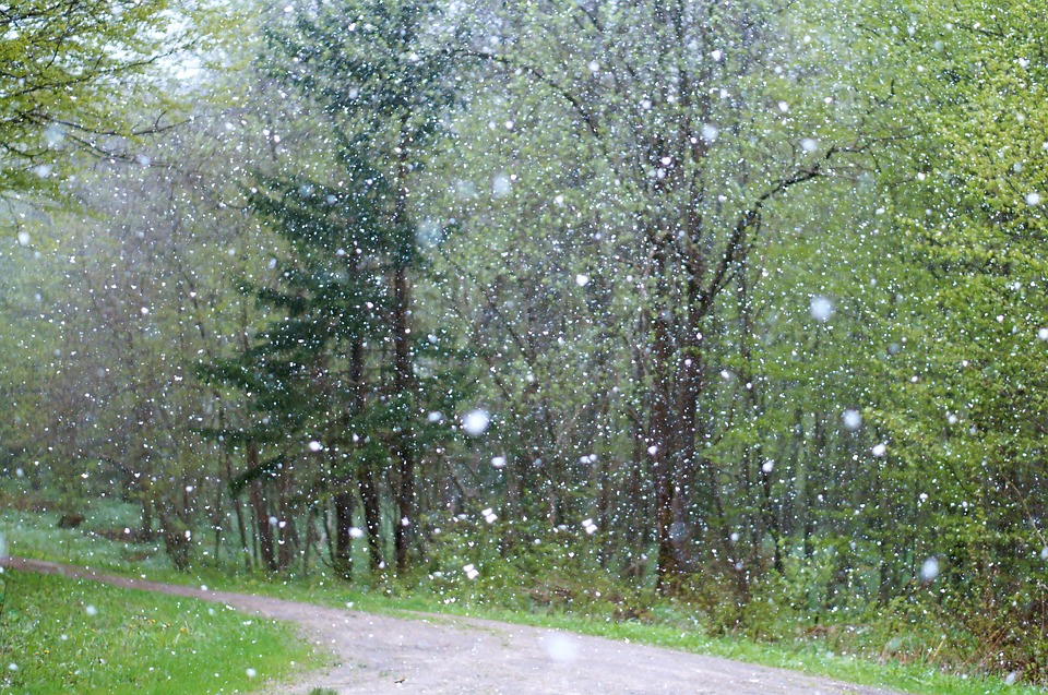 A Forest Rain, a Lupine, and Me