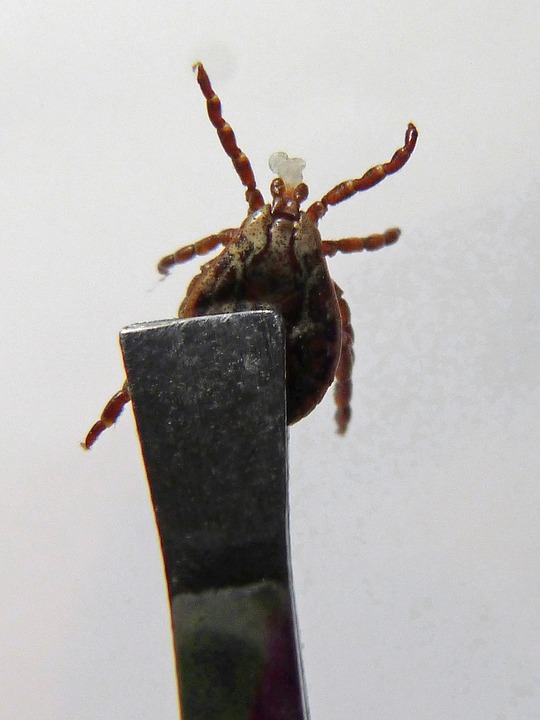 How to get a tick out after it is embedded